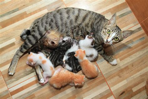 kediler nasıl yavru doğurur
